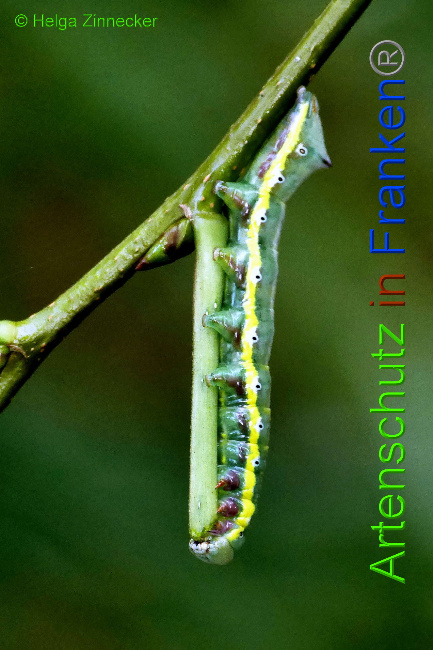 © Artenschutz in Franken® / Helga Zinnecker Bild zum Eintrag (1034731-160)
