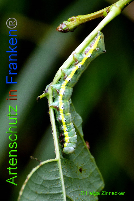 © Artenschutz in Franken® / Helga Zinnecker Bild zum Eintrag (1034732-160)