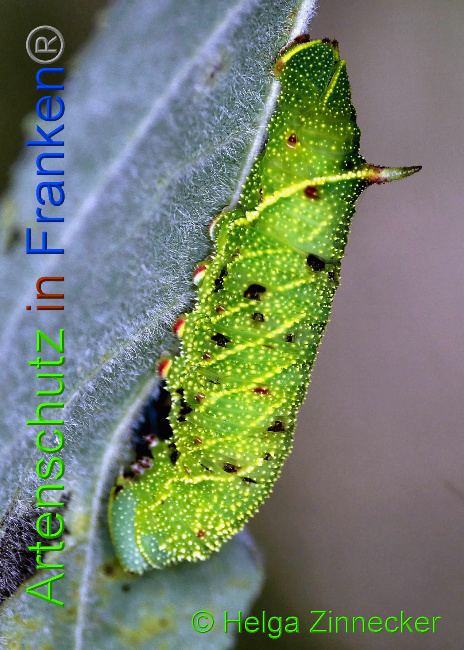 © Artenschutz in Franken® / Helga Zinnecker Bild zum Eintrag (1034738-160)