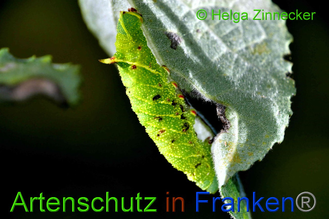 © Artenschutz in Franken® / Helga Zinnecker Bild zum Eintrag (1034739-160)