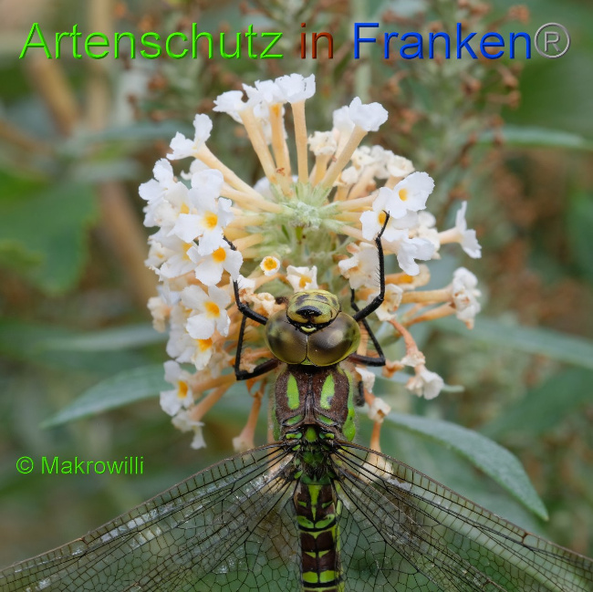 © Artenschutz in Franken® / Makrowilli Bild zum Eintrag (1034760-160)