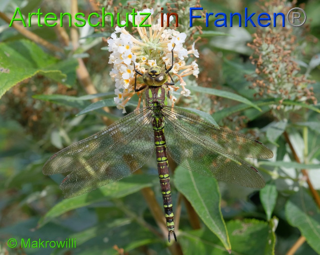 © Artenschutz in Franken® / Makrowilli Bild zum Eintrag (1034761-160)