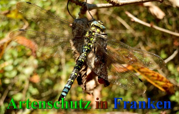 Copyright AiS- Albert Meier Bild zum Eintrag (1034763-160)