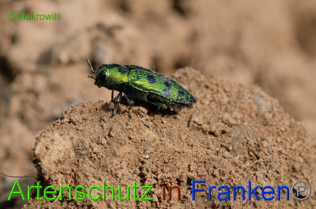 © Artenschutz in Franken® / Makrowilli Bild zum Eintrag (1034948-160)