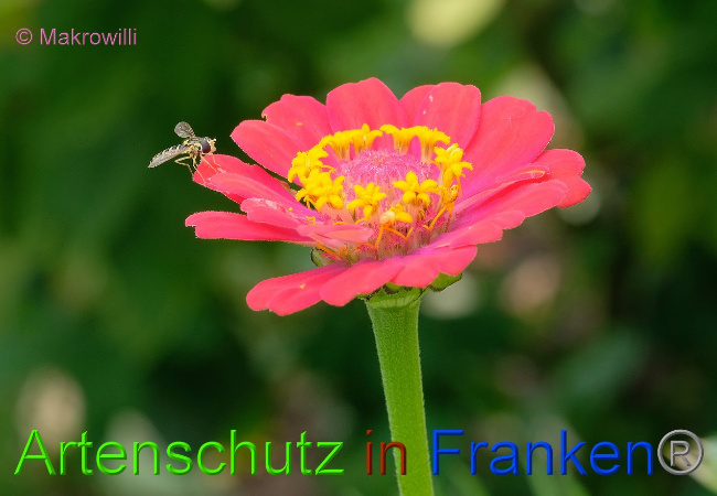 © Artenschutz in Franken® / Makrowilli Bild zum Eintrag (1034951-160)