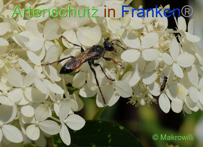 © Artenschutz in Franken® / Makrowilli Bild zum Eintrag (1035138-160)