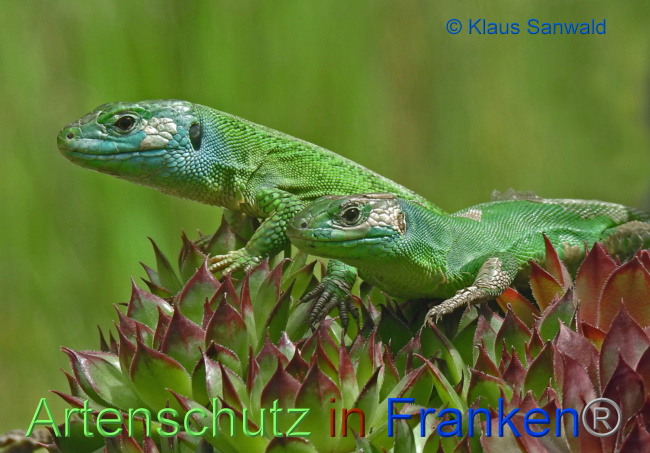 © Artenschutz in Franken® / Klaus Sanwald Bild zum Eintrag (1035399-160)