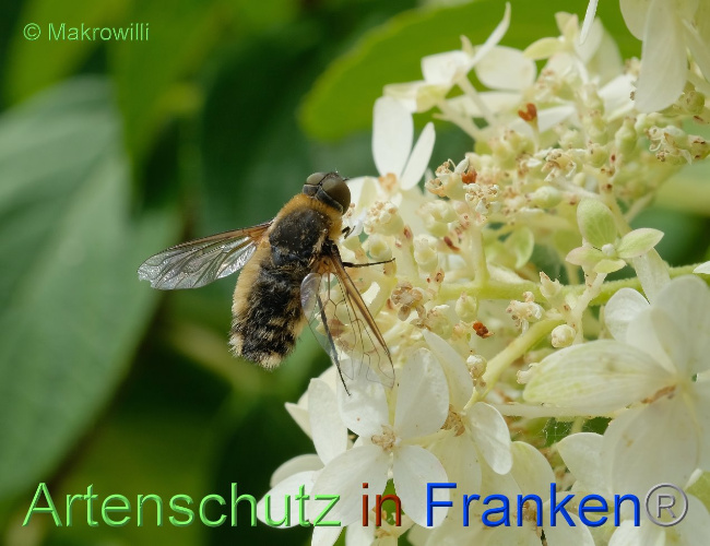 Bild zum Eintrag (1035402-160)