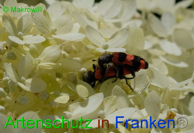 © Artenschutz in Franken® / Makrowilli Bild zum Eintrag (1035871-160)
