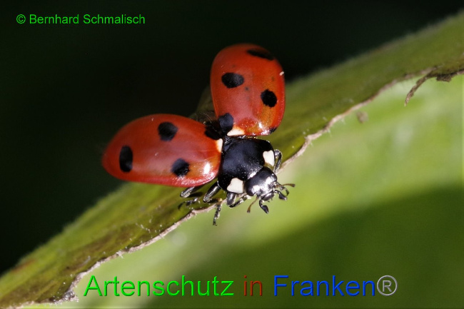 © Artenschutz in Franken® / Bernhard Schmalisch Bild zum Eintrag (1035989-160)