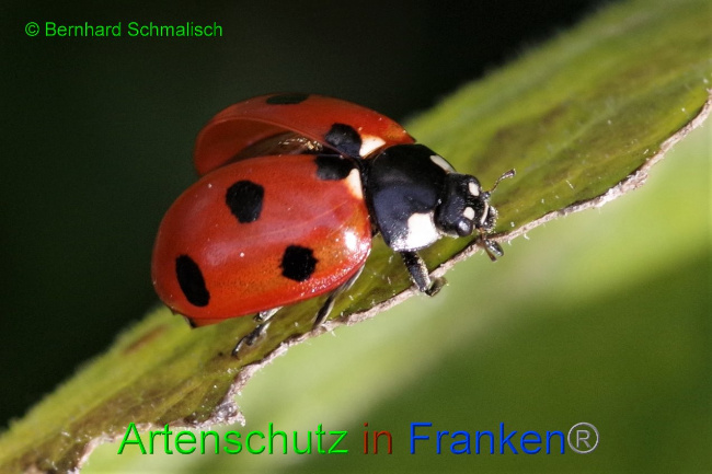 © Artenschutz in Franken® / Bernhard Schmalisch Bild zum Eintrag (1035990-160)