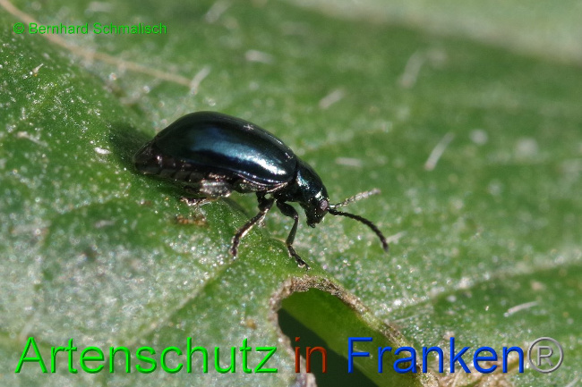 Bild zum Eintrag (1036046-160)