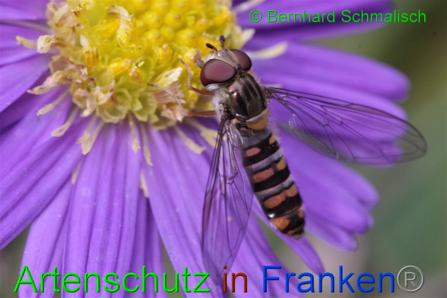 © Artenschutz in Franken® / Bernhard Schmalisch Bild zum Eintrag (1036110-160)