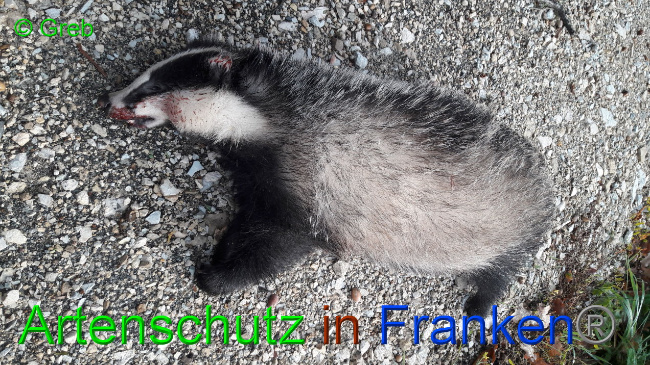 © Artenschutz in Franken® Bild zum Eintrag (1036116-160)