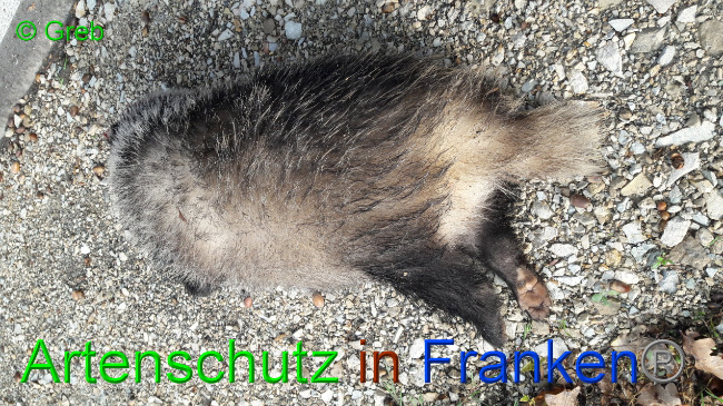 © Artenschutz in Franken® / Greb Bild zum Eintrag (1036117-160)