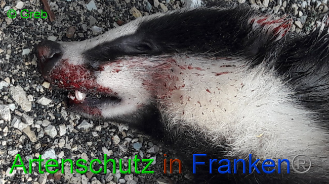 © Artenschutz in Franken® / Greb Bild zum Eintrag (1036118-160)