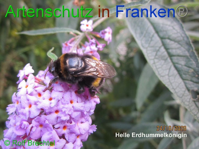 © Artenschutz in Franken® / Brechtel Bild zum Eintrag (1036128-160)