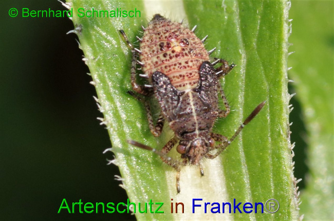 © Artenschutz in Franken® / Bernhard Schmalisch Bild zum Eintrag (1036688-160)