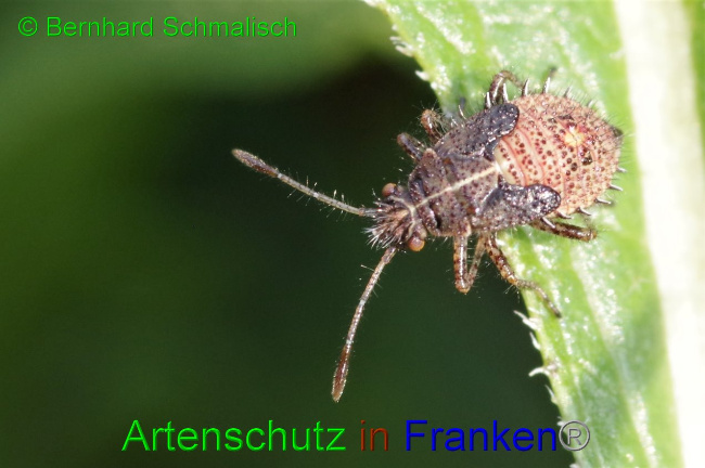 © Artenschutz in Franken® / Bernhard Schmalisch Bild zum Eintrag (1036689-160)