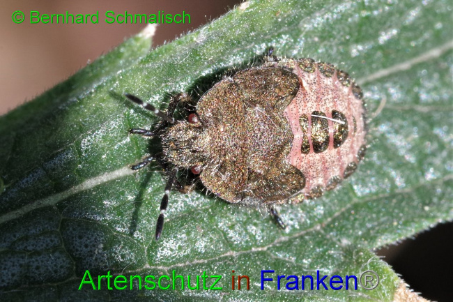 © Artenschutz in Franken® / Bernhard Schmalisch Bild zum Eintrag (1036690-160)