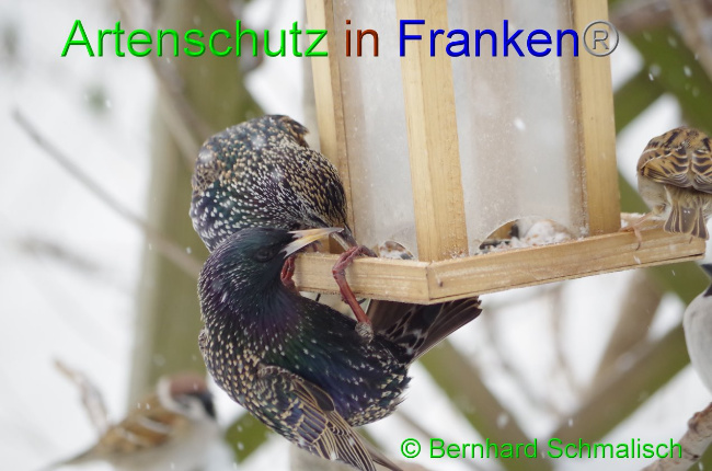 Ā© Artenschutz in FrankenĀ® / Bernhard Schmalisch Bild zum Eintrag (1036699-160)