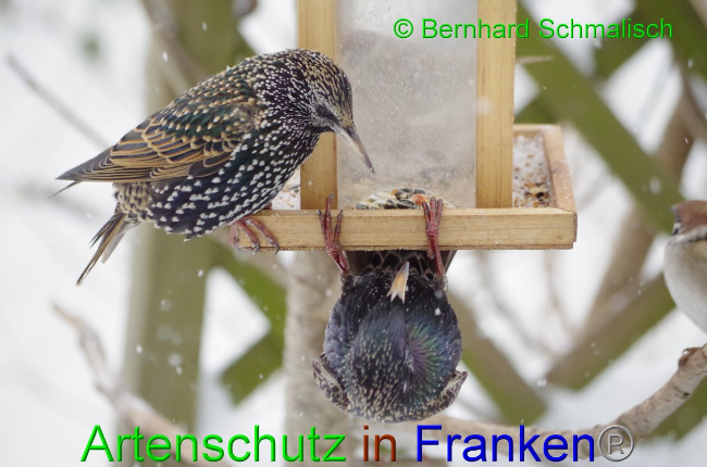 Ā© Artenschutz in FrankenĀ® / Bernhard Schmalisch Bild zum Eintrag (1036700-160)