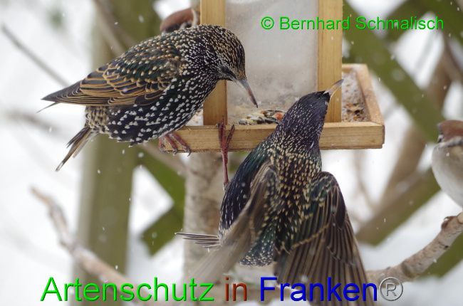 Ā© Artenschutz in FrankenĀ® / Bernhard Schmalisch Bild zum Eintrag (1036701-160)
