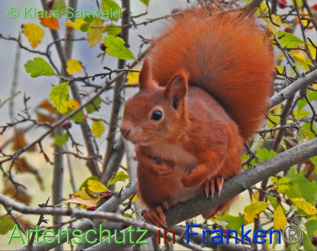 © Artenschutz in Franken® / Klaus Sanwald Bild zum Eintrag (1037841-160)