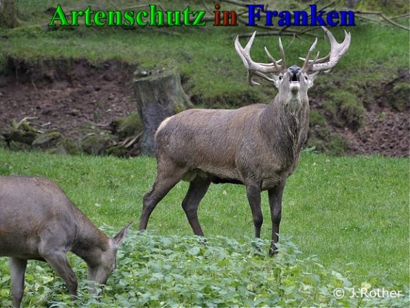 Copyright AiS-Johannes Rother Bild zum Eintrag (1037848-160)