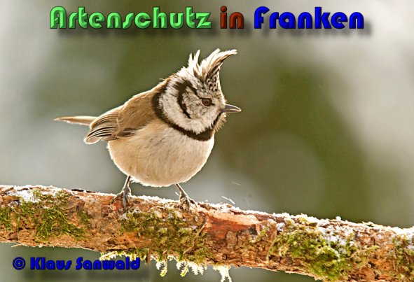 Copyright AiS Klaus Sanwald Bild zum Eintrag (1038218-160)