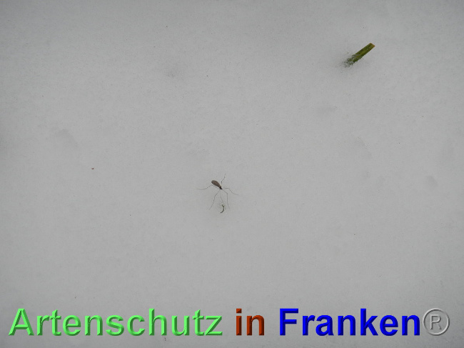 © Artenschutz in Franken® Bild zum Eintrag (1039338-160)