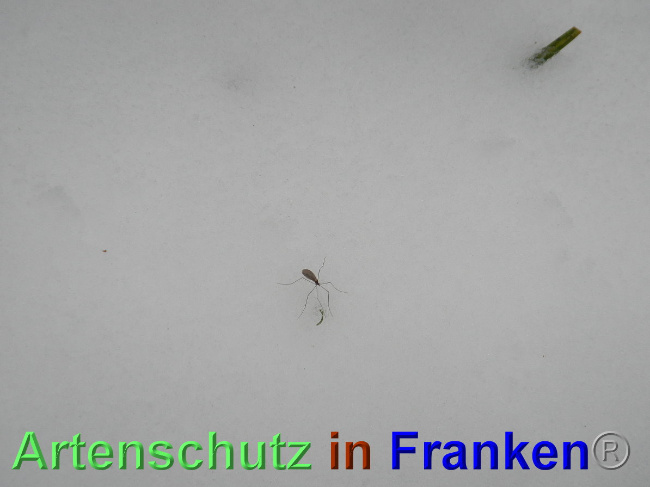 © Artenschutz in Franken® Bild zum Eintrag (1039339-160)