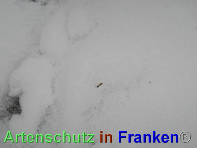 © Artenschutz in Franken® Bild zum Eintrag (1039340-160)