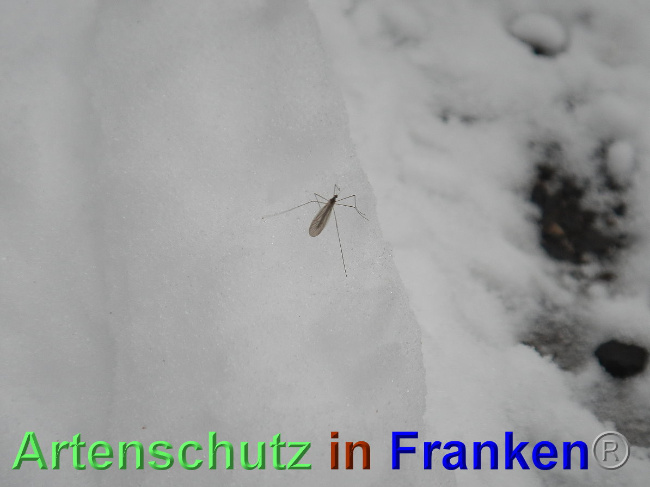 © Artenschutz in Franken® Bild zum Eintrag (1039342-160)