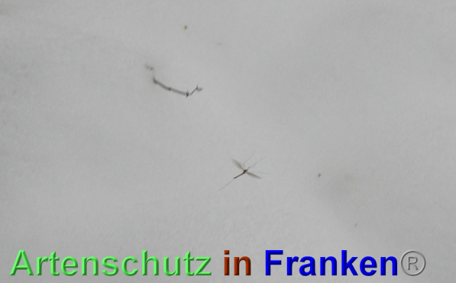© Artenschutz in Franken® Bild zum Eintrag (1039343-160)