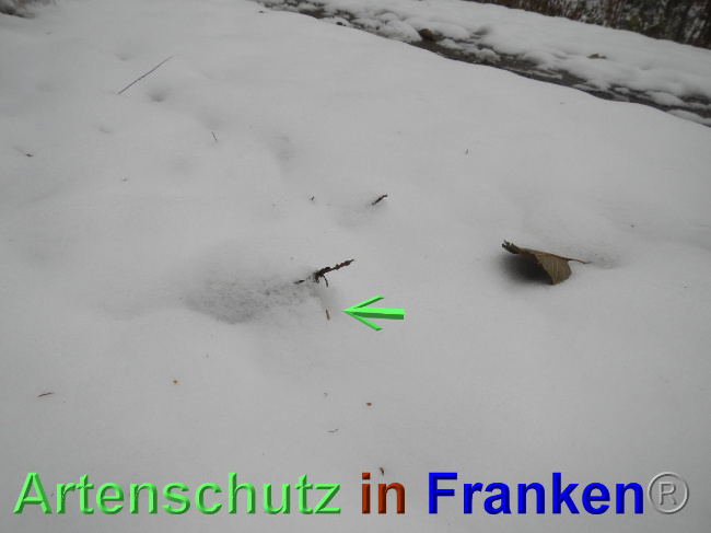 © Artenschutz in Franken® Bild zum Eintrag (1039344-160)