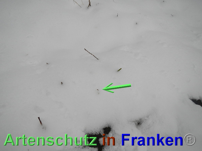 © Artenschutz in Franken® Bild zum Eintrag (1039345-160)