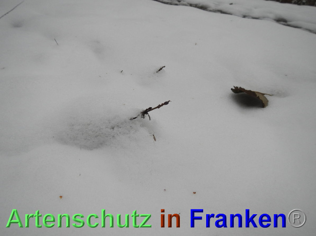 © Artenschutz in Franken® Bild zum Eintrag (1039349-160)