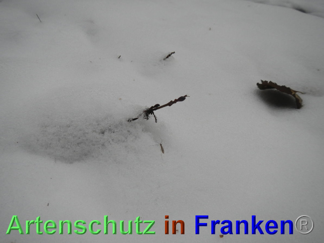 © Artenschutz in Franken® Bild zum Eintrag (1039350-160)