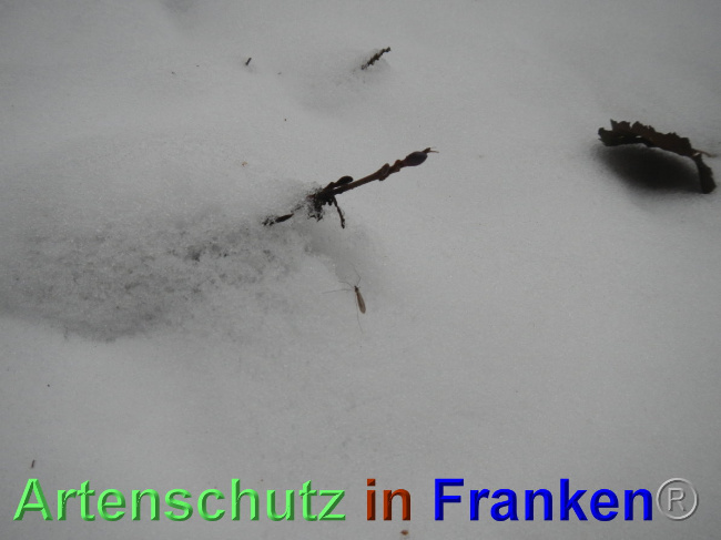 © Artenschutz in Franken® Bild zum Eintrag (1039352-160)
