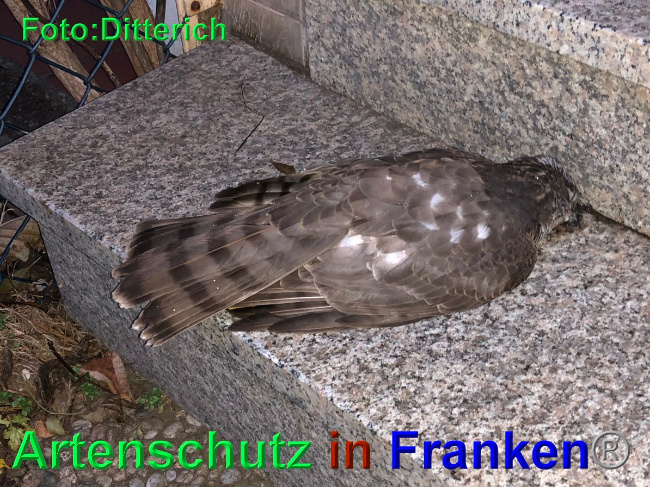 © Artenschutz in Franken® / Ditterich Bild zum Eintrag (1039363-160)