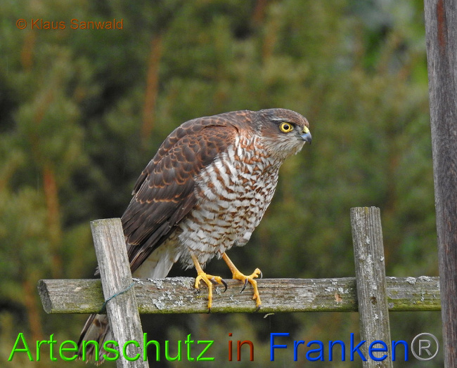 © Artenschutz in Franken® / Klaus Sanwald Bild zum Eintrag (1039366-160)