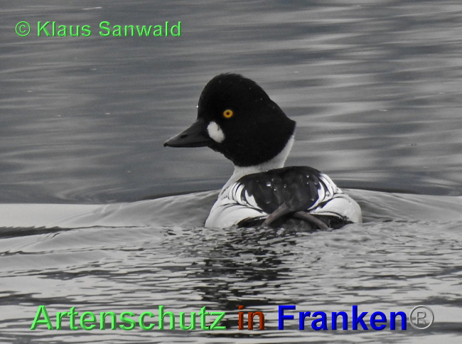 © Artenschutz in Franken® / Klaus Sanwald Bild zum Eintrag (1039400-160)