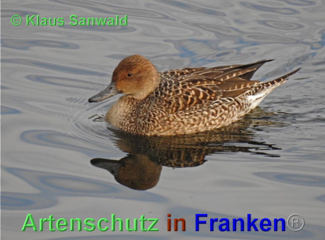 © Artenschutz in Franken® / Klaus Sanwald Bild zum Eintrag (1039403-160)