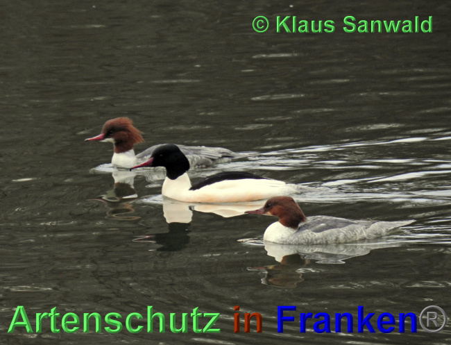 © Artenschutz in Franken® / Klaus Sanwald Bild zum Eintrag (1039504-160)