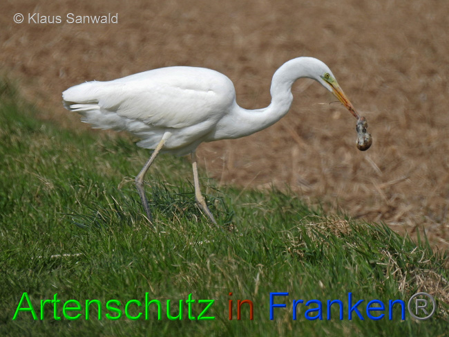 © Artenschutz in Franken® / Klaus Sanwald Bild zum Eintrag (1039727-160)