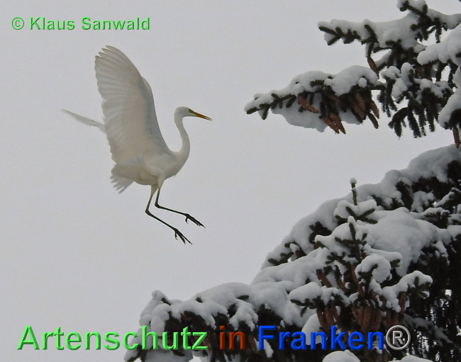 © Artenschutz in Franken® / Klaus Sanwald Bild zum Eintrag (1039729-160)