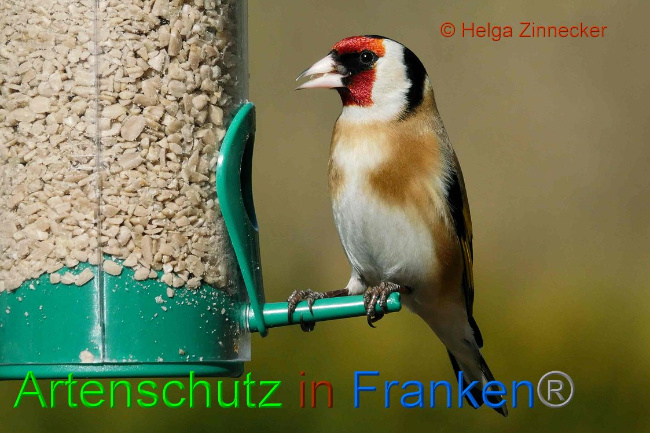 © Artenschutz in Franken® Helga Zinnecker Bild zum Eintrag (1041026-160)