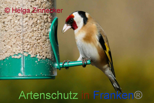 © Artenschutz in Franken® Helga Zinnecker Bild zum Eintrag (1041027-160)