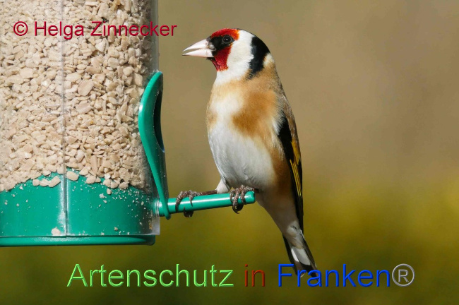 © Artenschutz in Franken® Helga Zinnecker Bild zum Eintrag (1041028-160)
